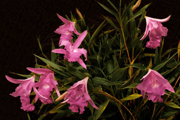 Hiasan Dinding Anggrek Orchid Sobralia macrantha Pink color WPS