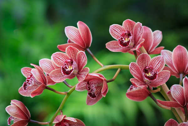 Poster Anggrek Orchid Bokeh WPS