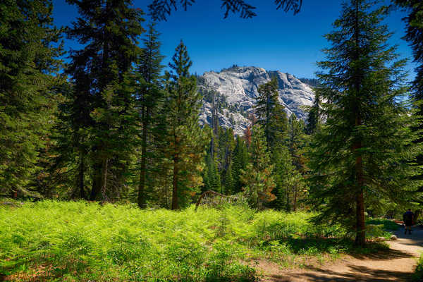 poster pegunungan USA Parks Mountains Forests Sequoia National Park 1Z