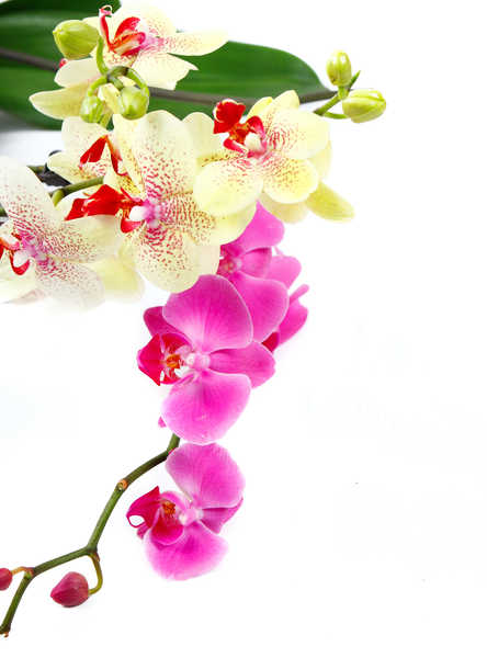 Gambar Poster Bunga Anggrek Orchid Closeup White background WPS 001