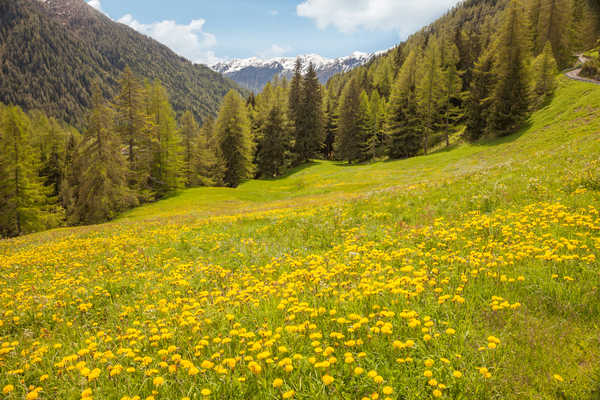 poster pemandangan alam gunung Italy Mountains Forests Dandelions Grasslands 1Z