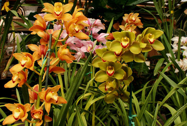 Hiasan Dinding Anggrek Orchid WPS 004