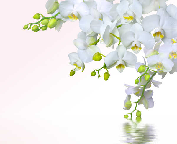 Poster Bunga Anggrek Orchid Closeup White WPS 003