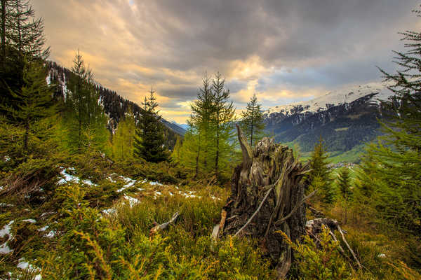 poster pegunungan Ukraine Mountains Zakarpattia Fir Tree stump 1Z