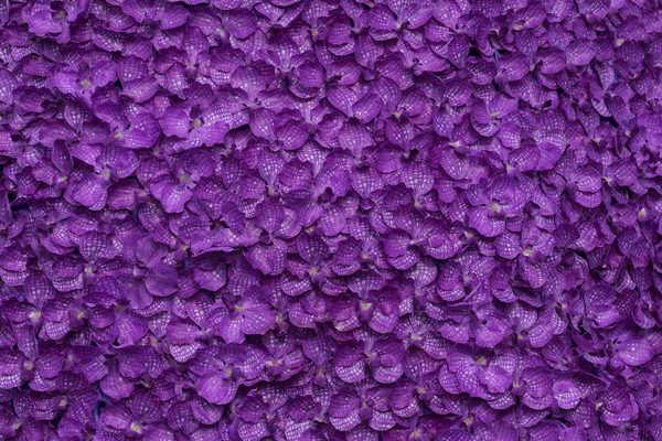 Poster Anggrek Orchid Texture Violet Petals WPS