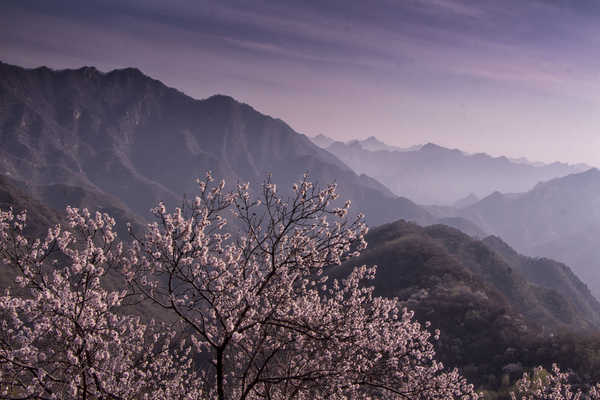 poster gunung Mountains Branches 1Z