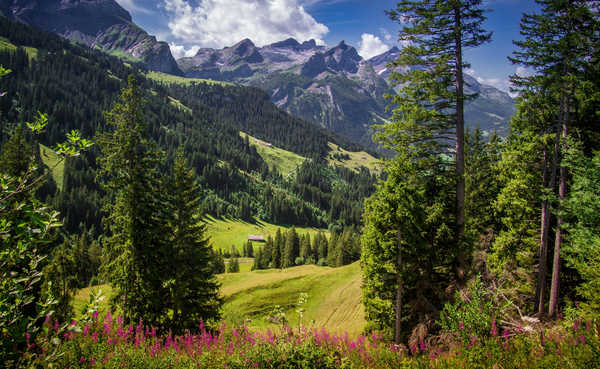 Poster Pemandangan Gunung Mountains Switzerland Scenery Sanetschhore Trees 1Z