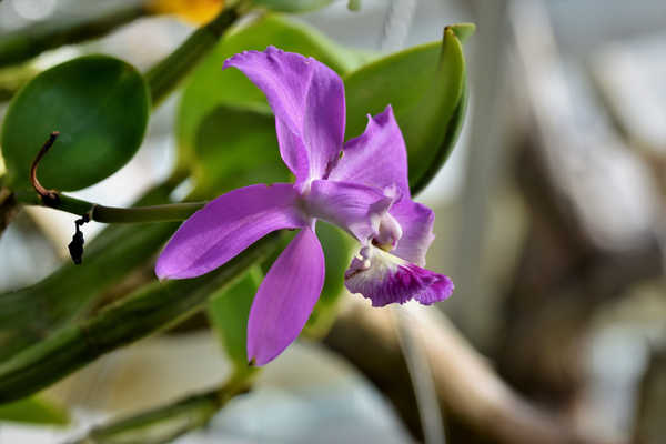Hiasan Dinding Anggrek Orchid Closeup Bokeh Violet WPS
