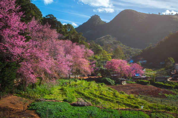 poster gunung Thailand Spring Mountains Fields Flowering trees 1Z