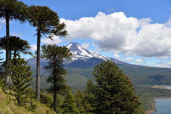 poster gunung Chile Mountains Parks Scenery Trees 1Z