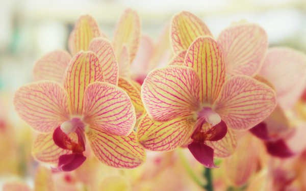 Gambar Poster Anggrek Flowers Orchid 012APC