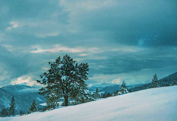 Poster Pemandangan Gunung Earth Mountain Snow Snowfall Tree Winter Earth Winter APC