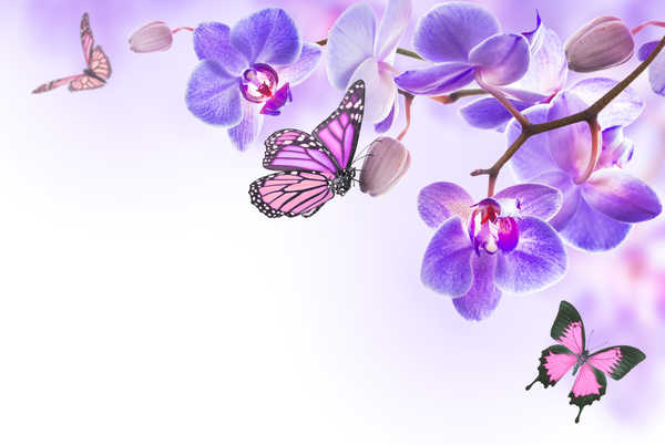 Poster Bunga Anggrek Orchid Butterflies WPS