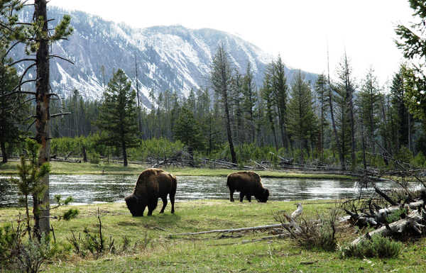 poster pemandangan alam gunung Rivers Forests Mountains American bison Grass 1Z