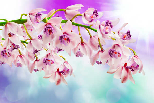 Gambar Poster Anggrek Orchid Closeup WPS 009