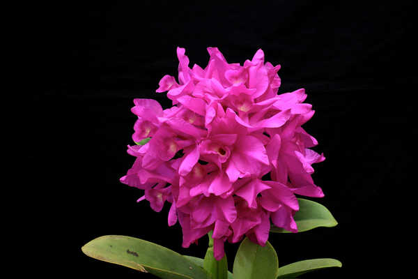Poster Bunga Anggrek Orchid Closeup Pink WPS 001
