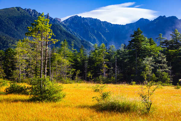 Poster Pemandangan Gunung Japan Mountains Parks Forests Autumn Shinshu Grass 1Z