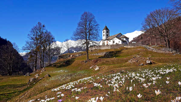 poster pemandangan alam gunung Switzerland Mountains Ticino Leventina Faido Trees 1Z