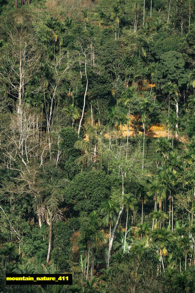 poster gunung mountain 411