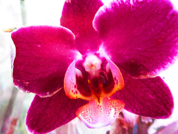 Hiasan Dinding Anggrek Close Up Flower Orchid Pink Flowers Orchid APC