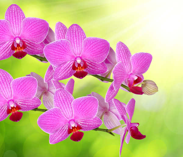 Poster Bunga Anggrek Orchid Closeup Pink WPS 006
