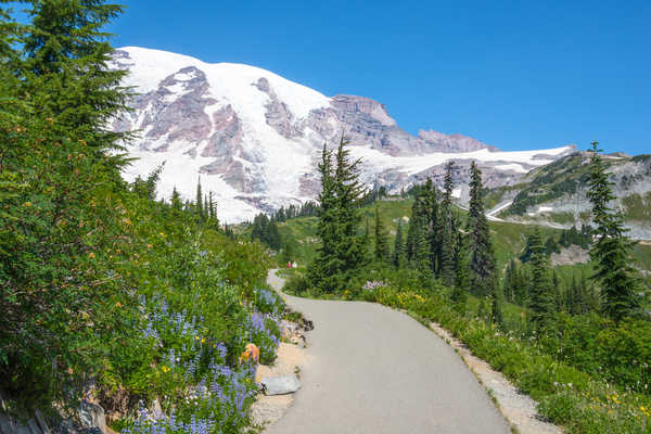 poster pemandangan alam gunung USA Mountains Roads Washington Snow Fir 1Z