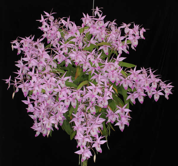 Poster Anggrek Orchid Closeup Pink WPS 007