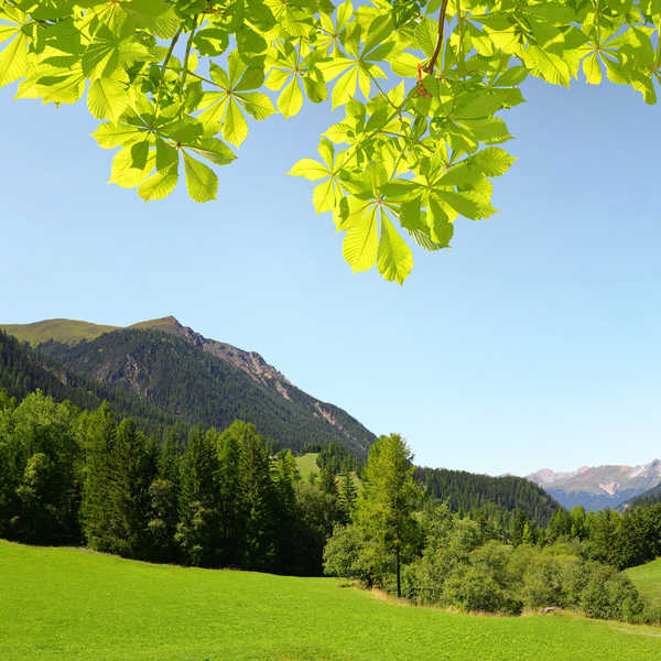 poster gunung Switzerland Mountains Forests Alps Trees 1Z 002