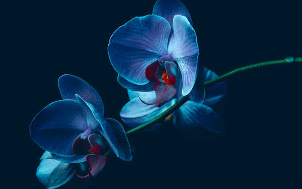 Gambar Poster Anggrek Orchid Flowers Orchid 002APC