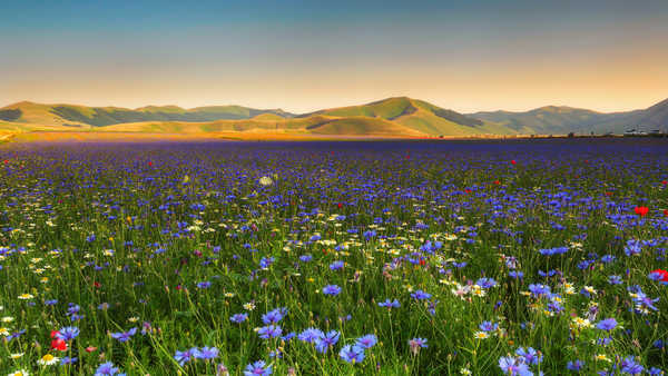 poster gunung blue flowers mountains 4k WPS