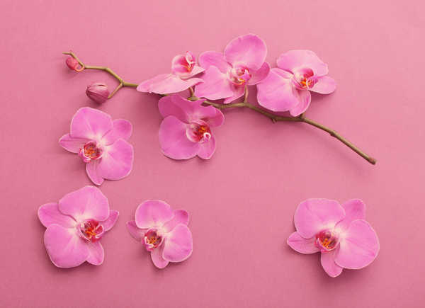 Hiasan Dinding Anggrek Orchid Branches Petals Pink color WPS