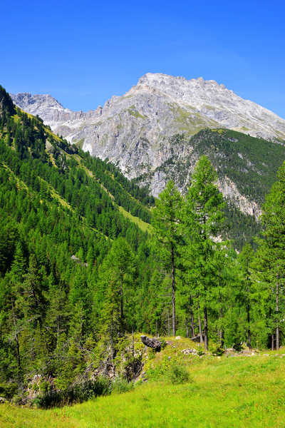 Poster Pemandangan Gunung Switzerland Mountains Forests Alps Trees 1Z 001