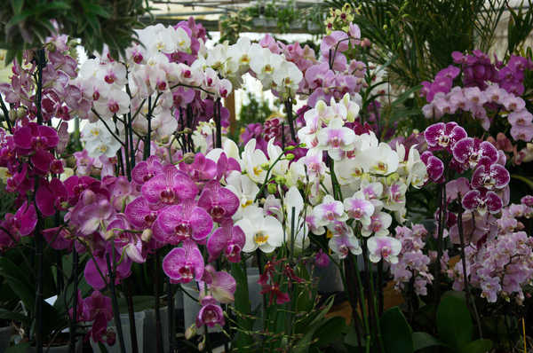 Gambar Poster Anggrek Orchid Many WPS 002