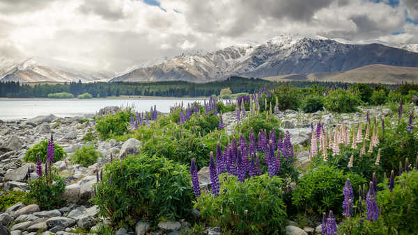 poster pegunungan New Zealand Mountains 1Z 006