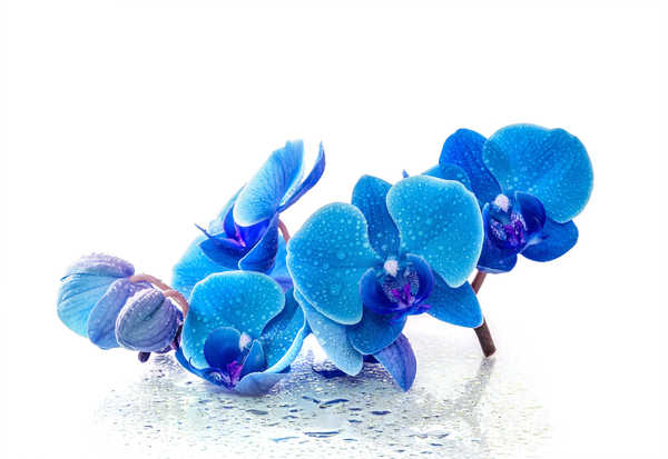 Poster Bunga Anggrek Orchid Blue Drops White background WPS