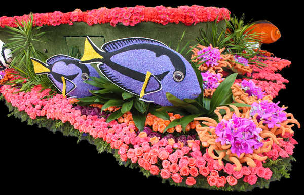 Poster Bunga Anggrek USA Parks Fish Roses Orchid Pasadena California WPS