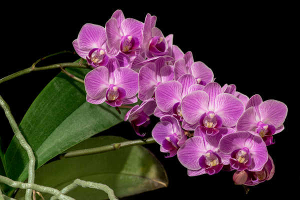 Hiasan Dinding Anggrek Closeup Orchid Pink color Black background WPS
