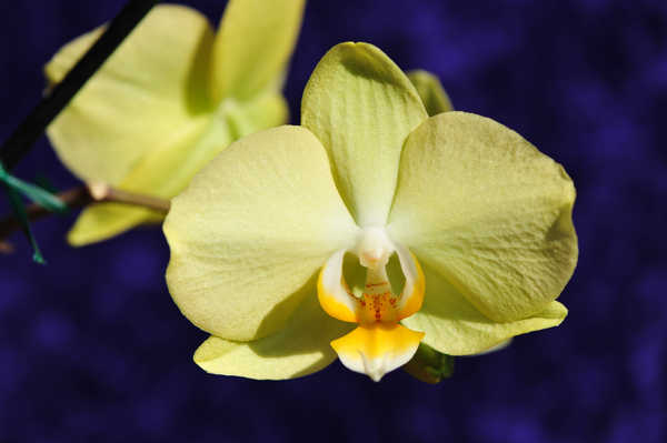 Poster Anggrek Flower Nature Orchid Yellow Flower Flowers Orchid 002APC