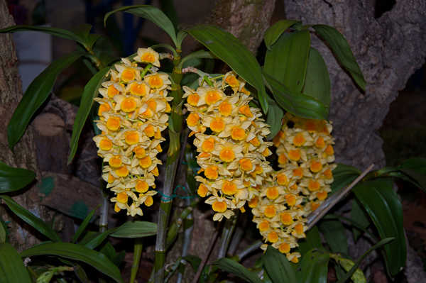 Hiasan Dinding Anggrek Orchid Yellow WPS