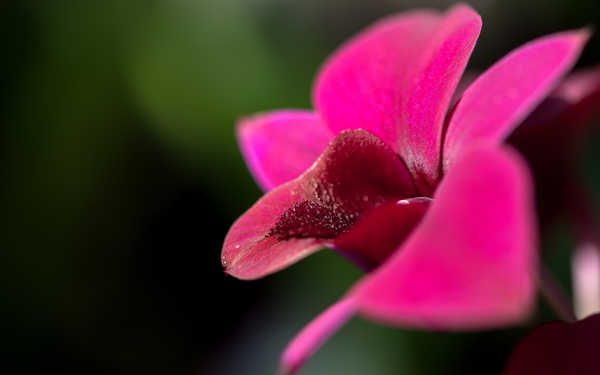 Poster Anggrek Flowers Orchid 015APC