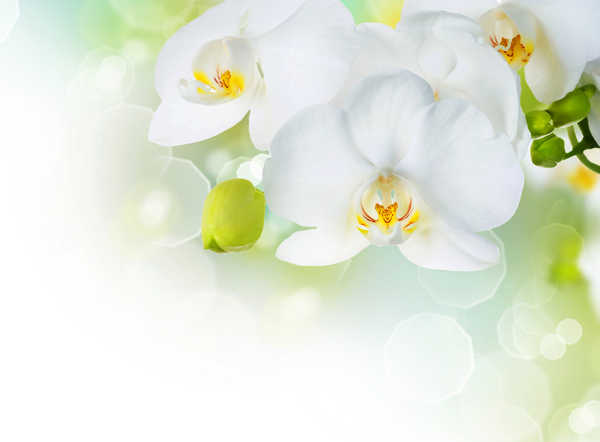 Hiasan Dinding Anggrek Orchid Closeup White WPS 010