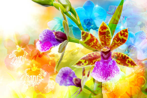 Poster Anggrek Orchid Closeup WPS 007