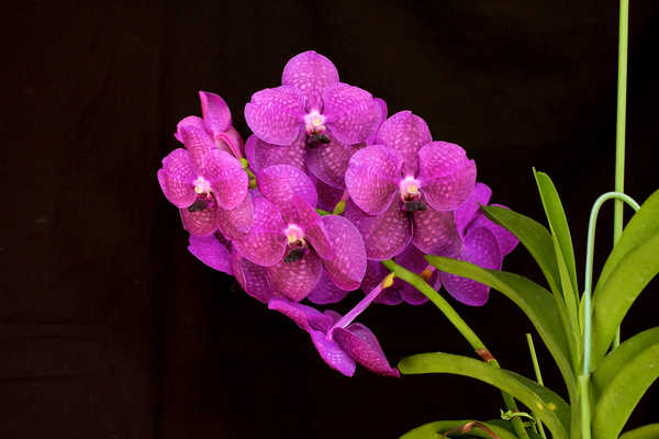 Poster Bunga Anggrek Orchid Closeup Black WPS 002