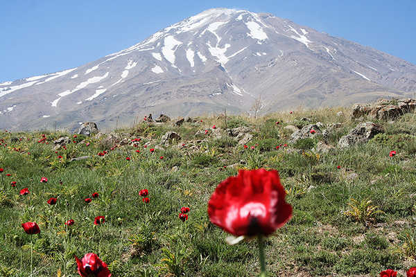 poster pemandangan alam gunung Mountains Poppies 1Z