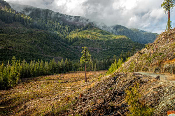 poster pemandangan alam gunung Canada Mountains Forests 1Z