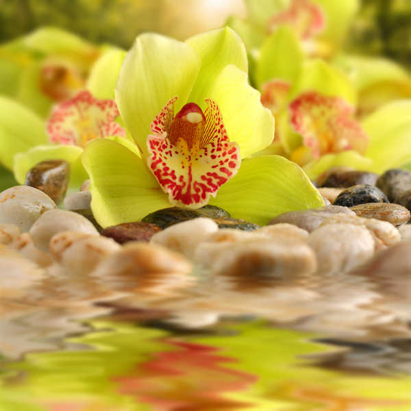 Hiasan Dinding Anggrek Orchid Closeup Reflection WPS