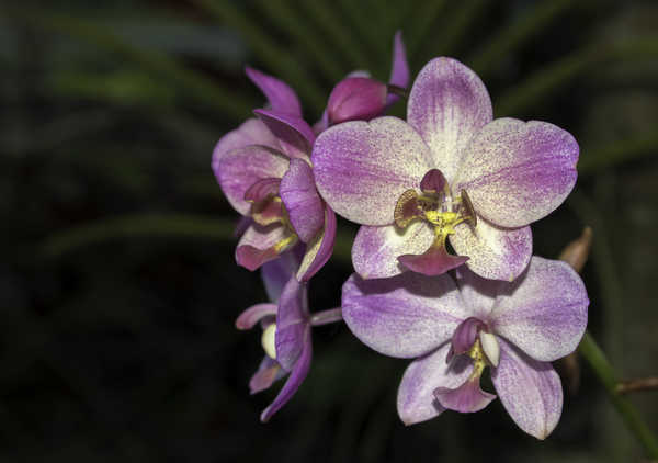 Gambar Poster Anggrek Flower Nature Orchid Purple Flower Flowers Orchid APC