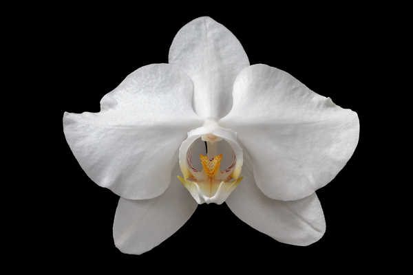 Gambar Poster Anggrek Closeup Orchid Black background White WPS