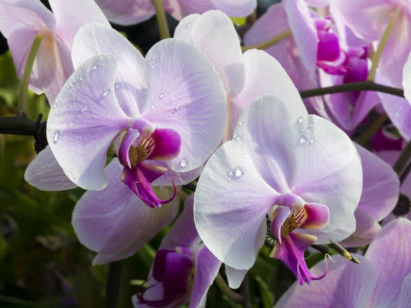 Poster Anggrek Orchid Closeup WPS 002