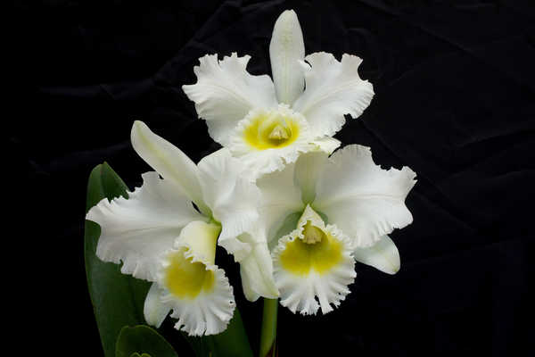 Gambar Poster Bunga Anggrek Orchid Closeup White WPS 002